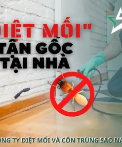 Dịch vụ diệt mối