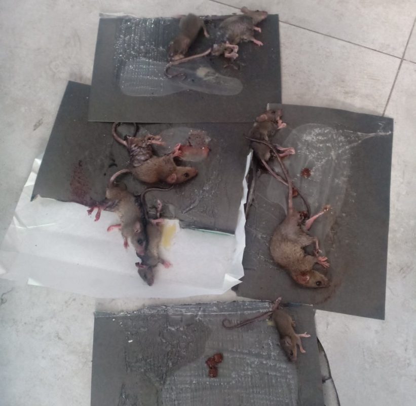 Cửa Hàng Thuốc Diệt Côn Trùng Sao Nam